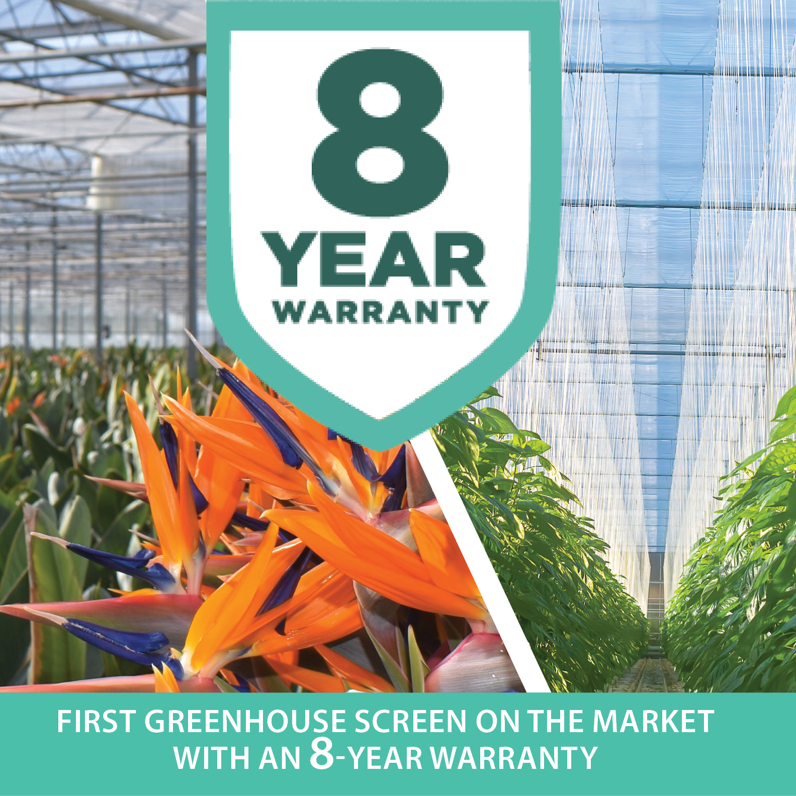 Phormium 8Y-warranty