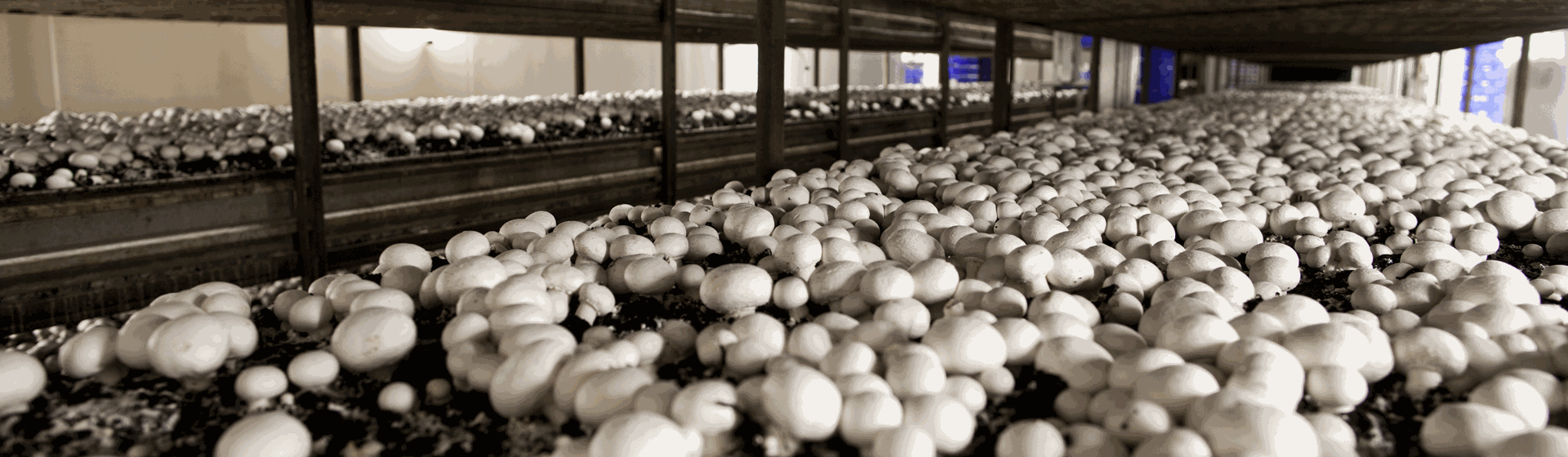 Filets à champignons