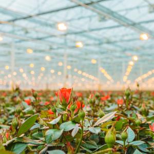Serre met rozen
