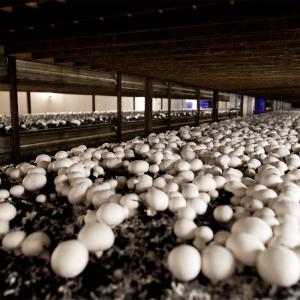 Mantar yetiştiriciliği Phormium