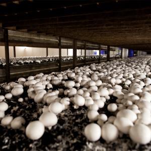 Cultivo de champiñones