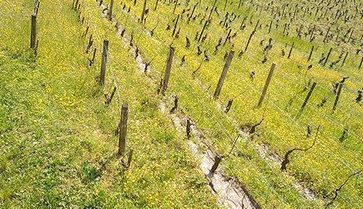 Duravigne, The Arlot Estate