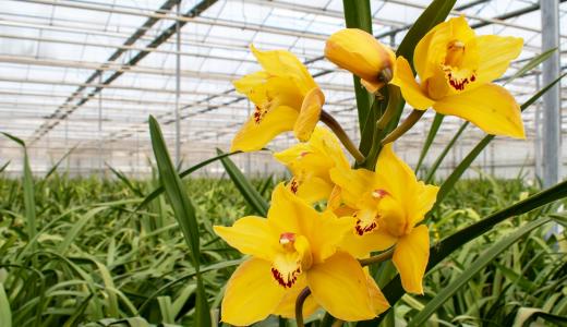 Phormium introduceert 4 innovaties op GreenTech